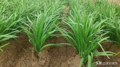 农村种植韭菜，怎样给韭菜增肥？