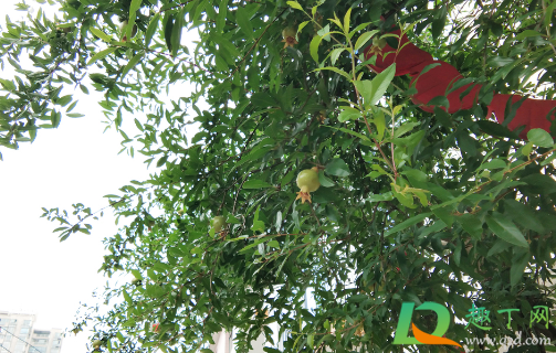 矮化石榴树可以盆栽吗