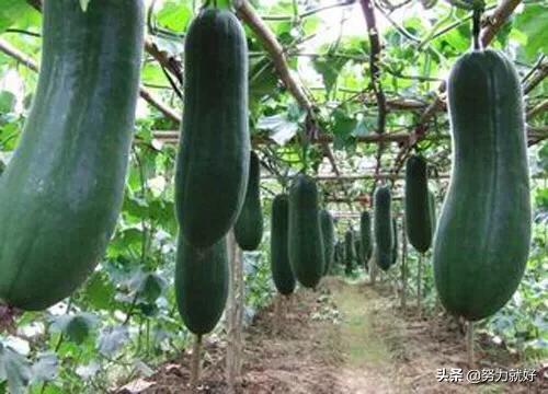 冬瓜什么时候种植合适,注意什么?