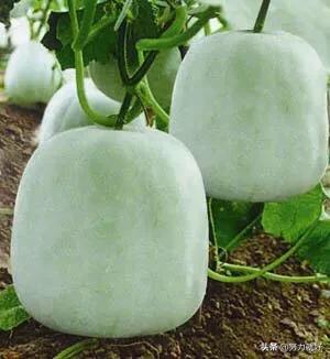 冬瓜什么时候种植合适,注意什么?