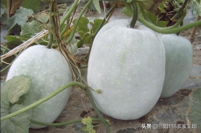 冬瓜什么时候种植合适,注意什么?
