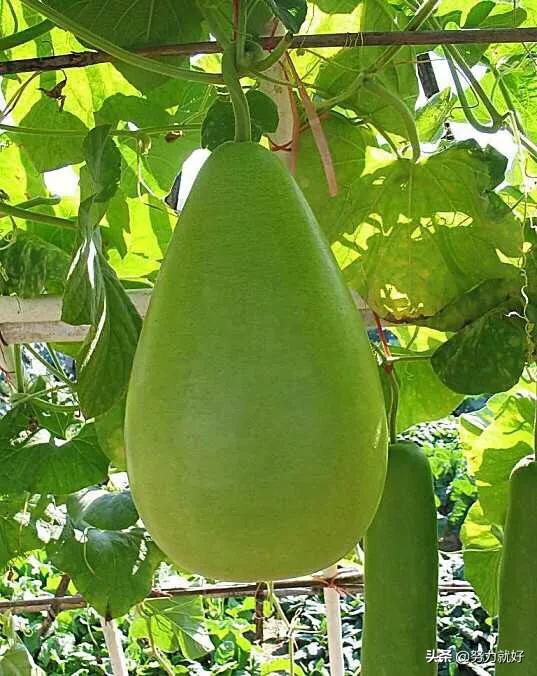 冬瓜什么时候种植合适,注意什么?