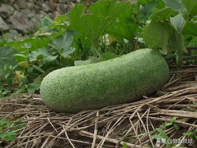冬瓜什么时候种植合适,注意什么?
