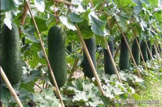 冬瓜什么时候种植合适,注意什么?