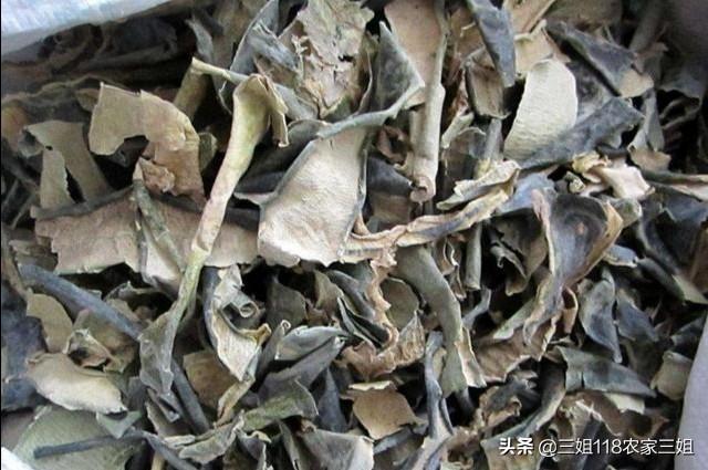 冬瓜什么时候种植合适,注意什么?
