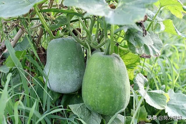 冬瓜什么时候种植合适,注意什么?