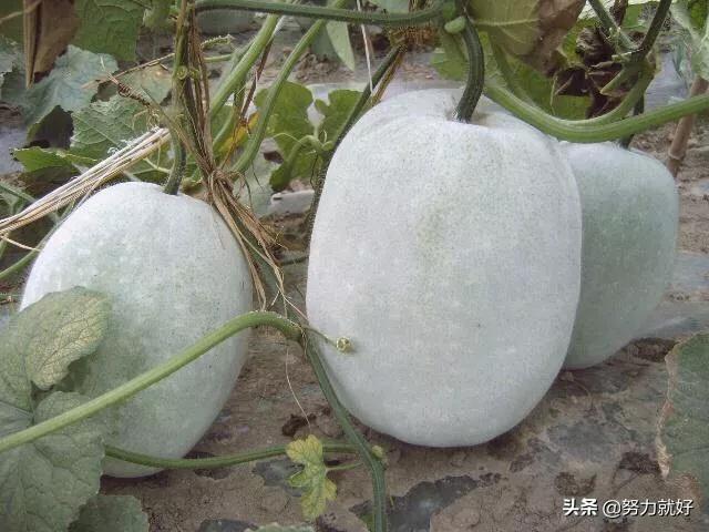 冬瓜什么时候种植合适,注意什么?