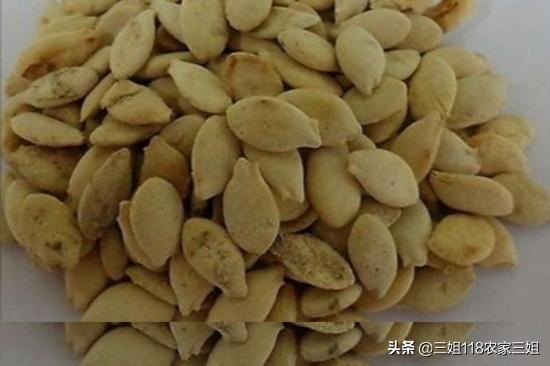 冬瓜什么时候种植合适,注意什么?