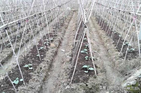 冬瓜什么时候种植合适,注意什么?