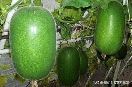 冬瓜什么时候种植合适,注意什么?