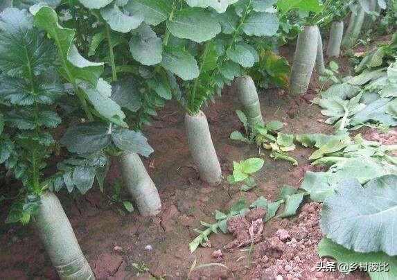 冬季萝卜应怎么进行田间管理？