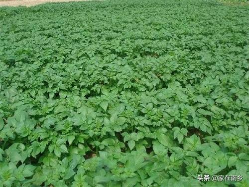有些人种土豆时,会给切好的土豆茎块拌草木灰,这是为什么?