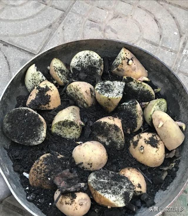 有些人种土豆时,会给切好的土豆茎块拌草木灰,这是为什么?