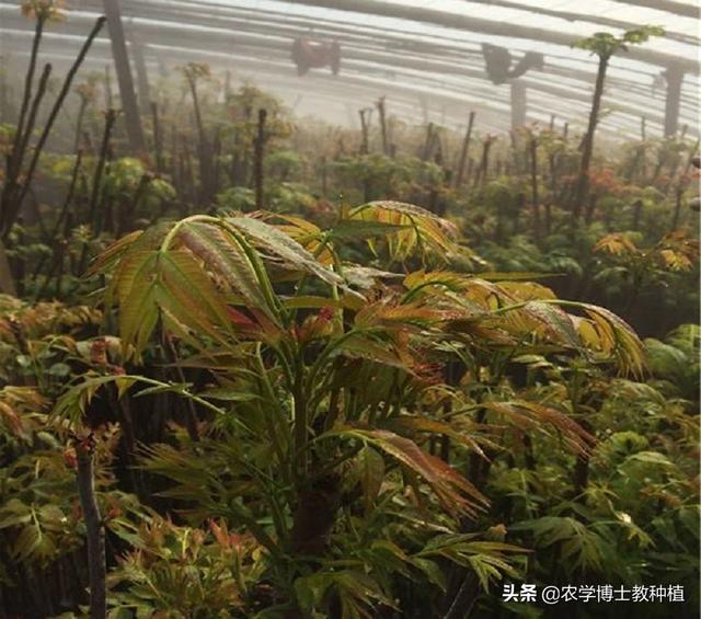 大棚香椿怎么种植?大棚香椿的丰产稳产种植技术要点有哪些?