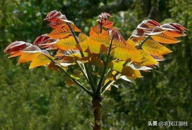 大棚香椿怎么种植?大棚香椿的丰产稳产种植技术要点有哪些?