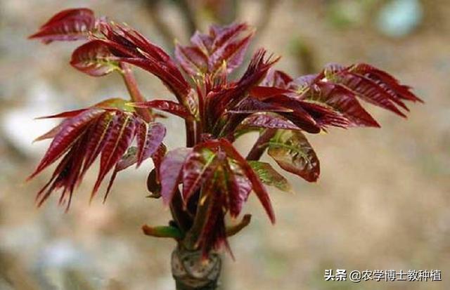 大棚香椿怎么种植?大棚香椿的丰产稳产种植技术要点有哪些?