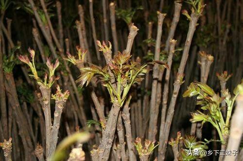 大棚香椿怎么种植?大棚香椿的丰产稳产种植技术要点有哪些?