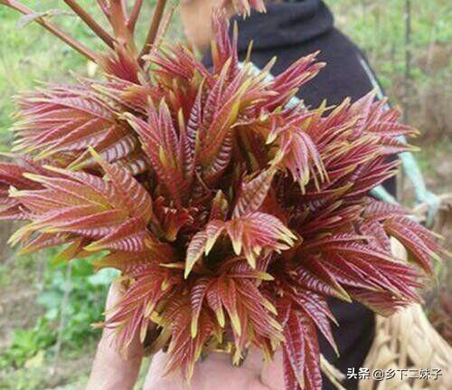 大棚香椿怎么种植?大棚香椿的丰产稳产种植技术要点有哪些?