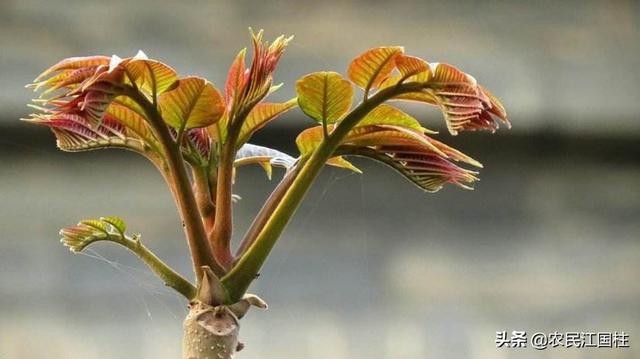 大棚香椿怎么种植?大棚香椿的丰产稳产种植技术要点有哪些?