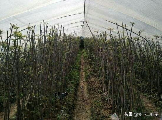 大棚香椿怎么种植?大棚香椿的丰产稳产种植技术要点有哪些?