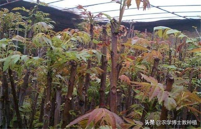 大棚香椿怎么种植?大棚香椿的丰产稳产种植技术要点有哪些?