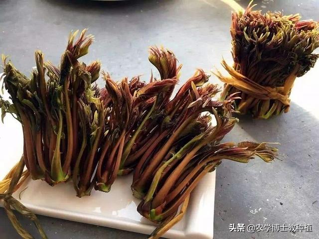 大棚香椿怎么种植?大棚香椿的丰产稳产种植技术要点有哪些?