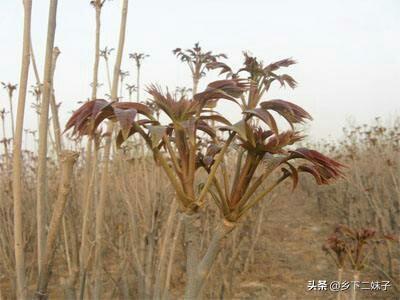 大棚香椿怎么种植?大棚香椿的丰产稳产种植技术要点有哪些?