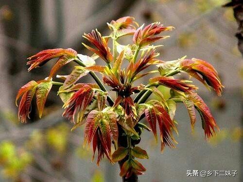 大棚香椿怎么种植?大棚香椿的丰产稳产种植技术要点有哪些?