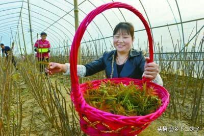 大棚香椿怎么种植?大棚香椿的丰产稳产种植技术要点有哪些?