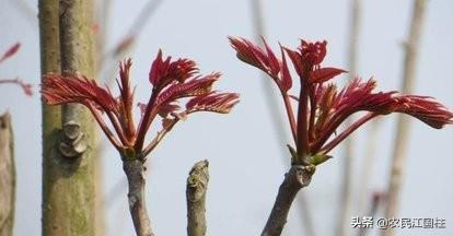 大棚香椿怎么种植?大棚香椿的丰产稳产种植技术要点有哪些?