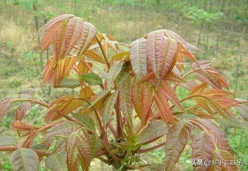 大棚香椿怎么种植?大棚香椿的丰产稳产种植技术要点有哪些?
