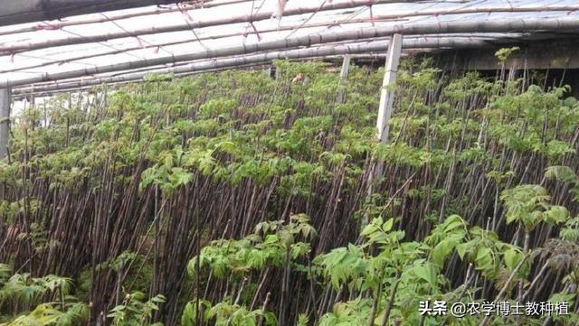 大棚香椿怎么种植?大棚香椿的丰产稳产种植技术要点有哪些?