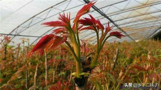 大棚香椿怎么种植?大棚香椿的丰产稳产种植技术要点有哪些?