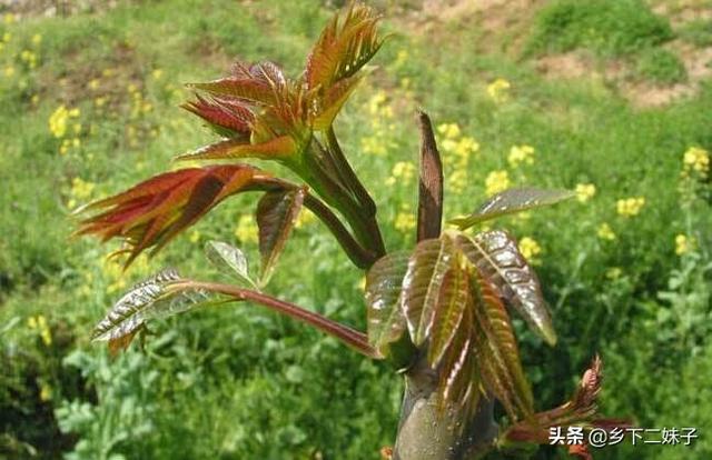 大棚香椿怎么种植?大棚香椿的丰产稳产种植技术要点有哪些?