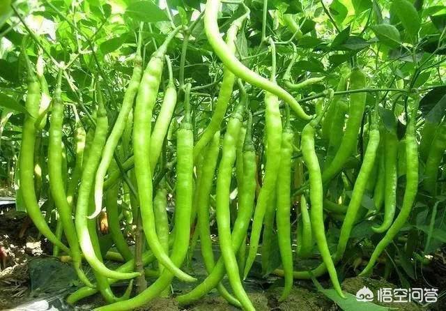 辣椒种植过程中如何正确的浇水？