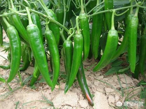 辣椒种植过程中如何正确的浇水？