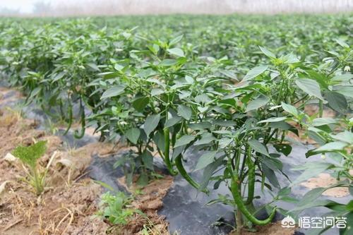 辣椒种植过程中如何正确的浇水？