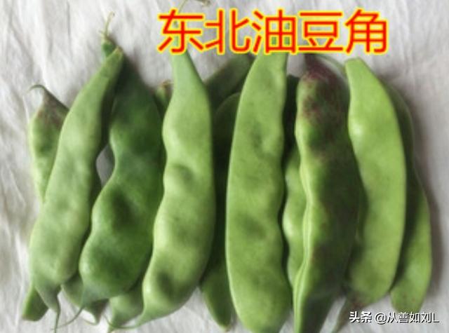 如何种植豆角?