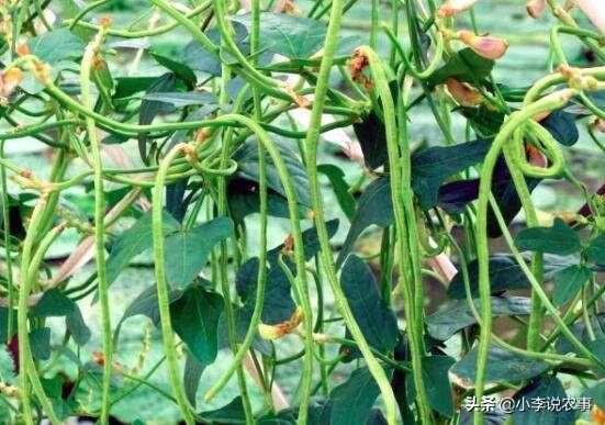 如何种植豆角?