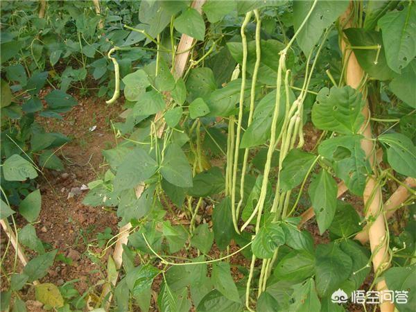 如何种植豆角?