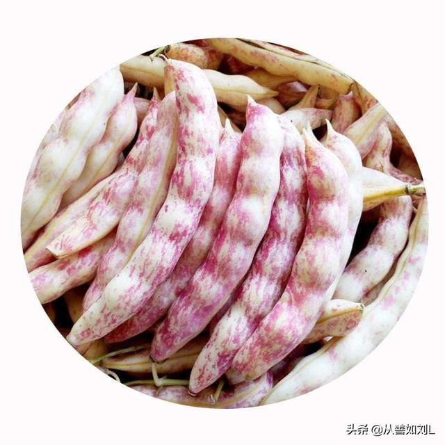 如何种植豆角?