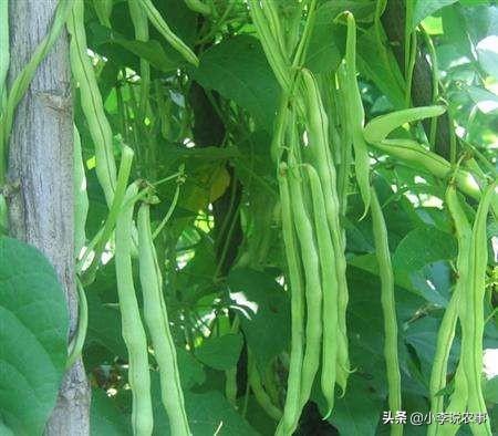 如何种植豆角?