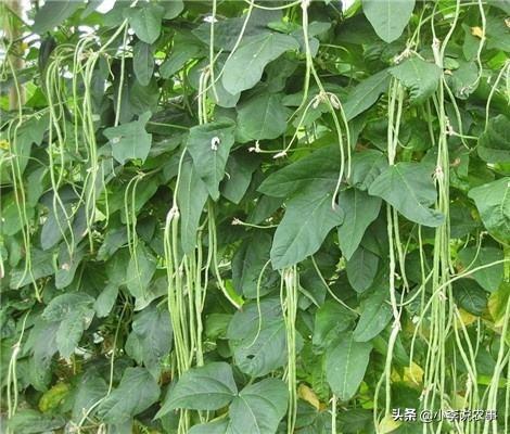 如何种植豆角?