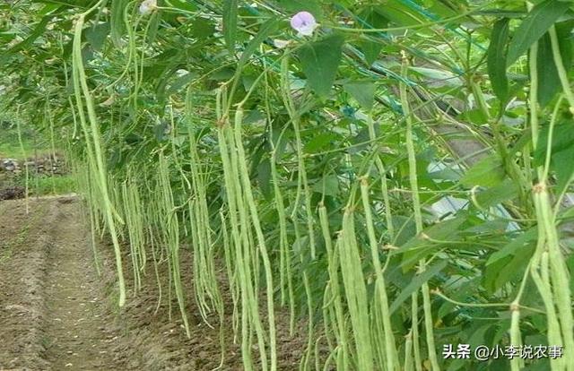 如何种植豆角?