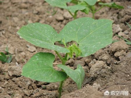 如何种植豆角?