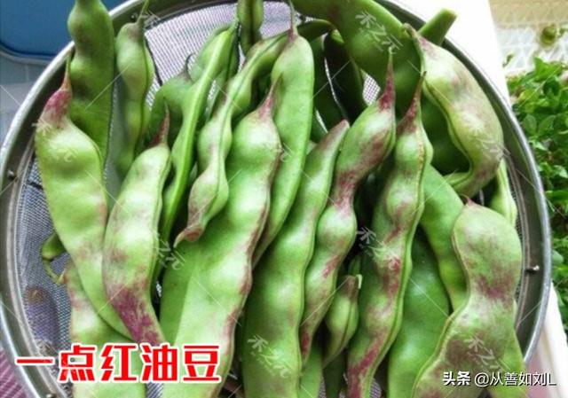 如何种植豆角?