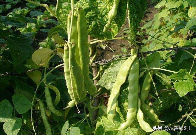 如何种植豆角?
