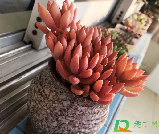 布丁多肉怎么好养吗