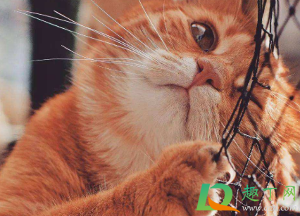 猫咪禁情粉吃了有副作用吗