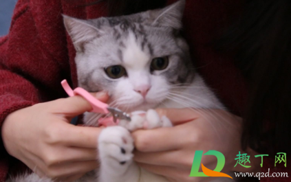 猫指甲剪出血会自愈吗